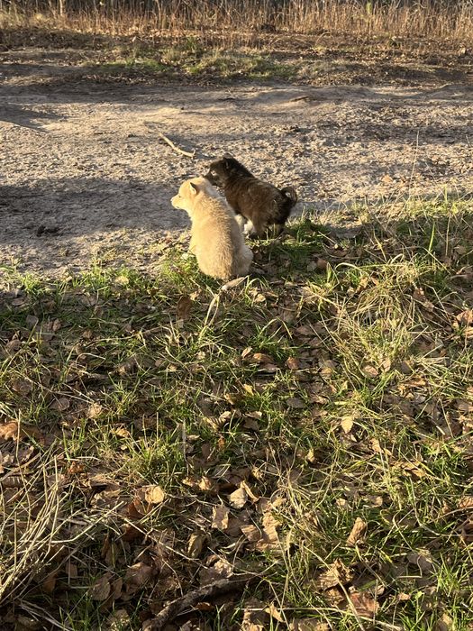 Західно сибірські лайки