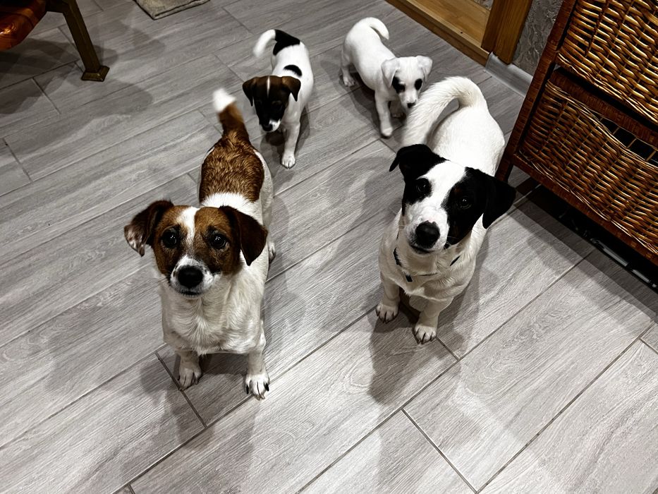 вʼязка джек рассел вязка расел хлопчик