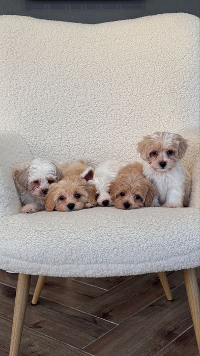 Цуценята Мальтіпу