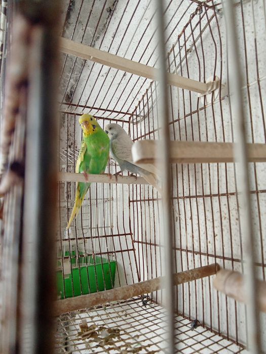 Vendo casal de periquitos