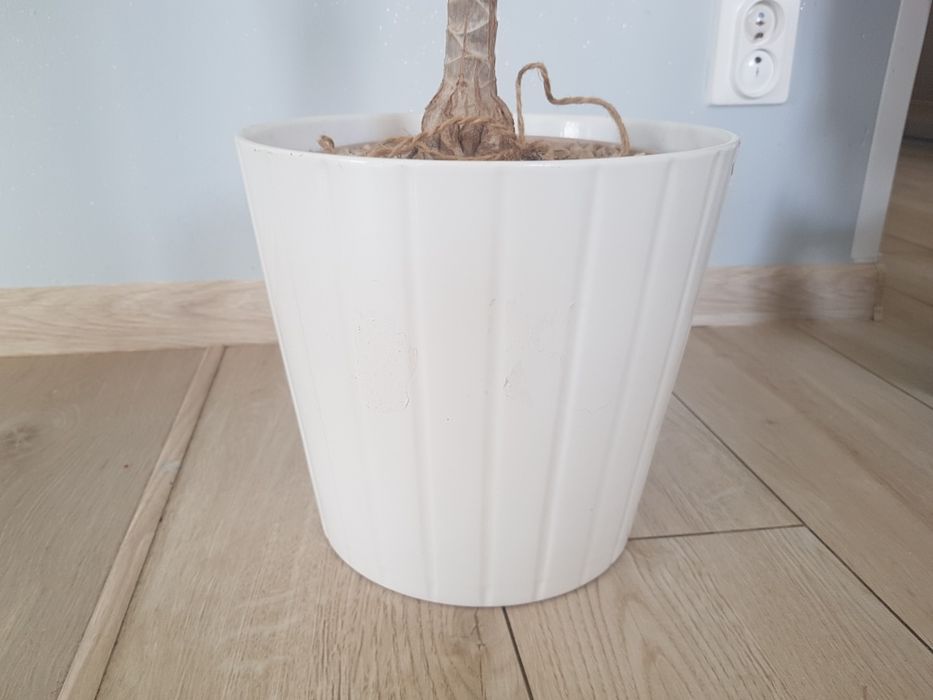 Kwiat Sansewieria gwinejska 4 szt. I dracena