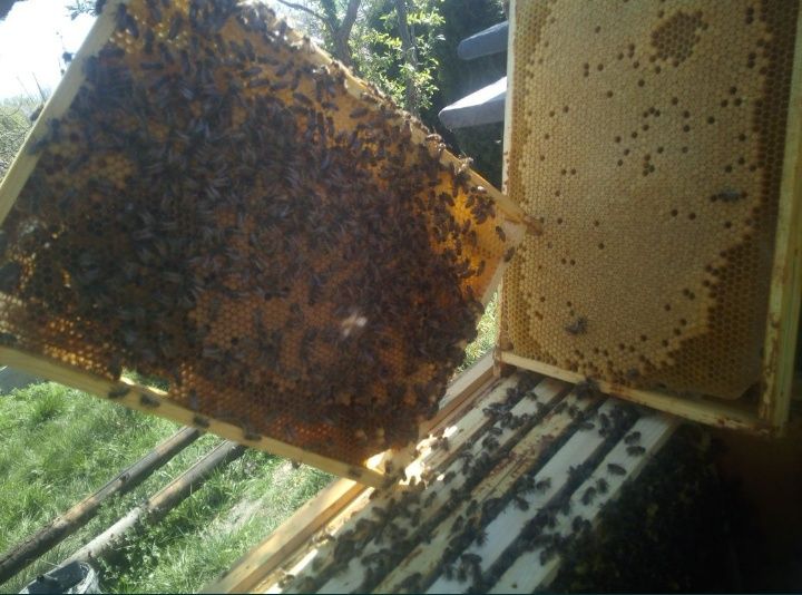 Odkłady Pszczele-rodziny od maja 2026r