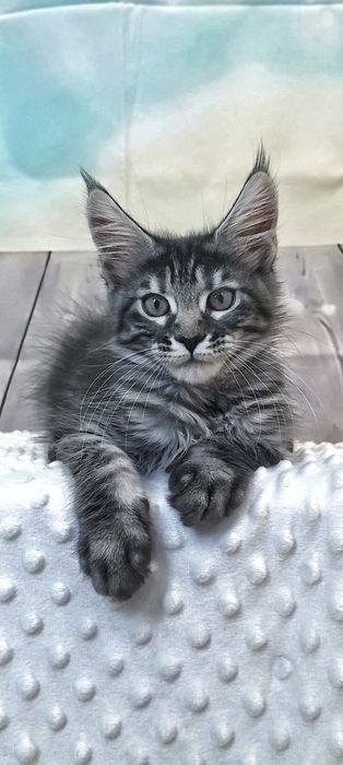 Кiшечка котята  Мейн-Кун Її зовнішність   та характер