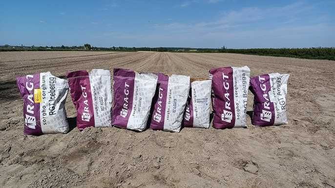 Nasiona Sorgo RGT LEGGEND, Cambridge, Icebergg i inne