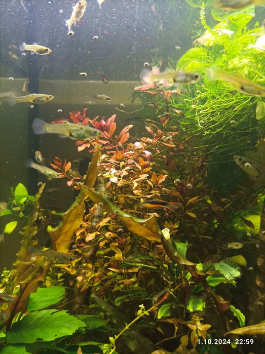 Gupiki endlera, samiczki kilkanaście sztuk. Odbiór osobisty