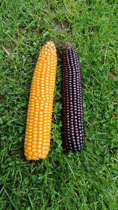 Kukurydza sucha dla gołębi i ptactwa