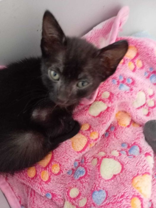 Jerry - Para Adopção responsável