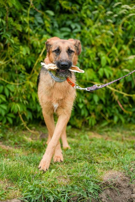 Twix - pies o oryginalnej urodzie i cudownym charakterze