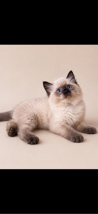 Балинез балинезийские котята