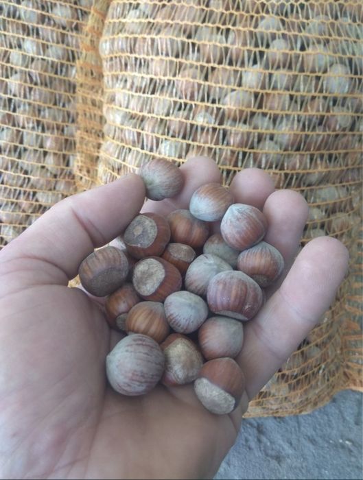Фундук, ліщина, горіх