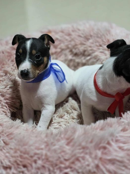 Jack Russell Terrier