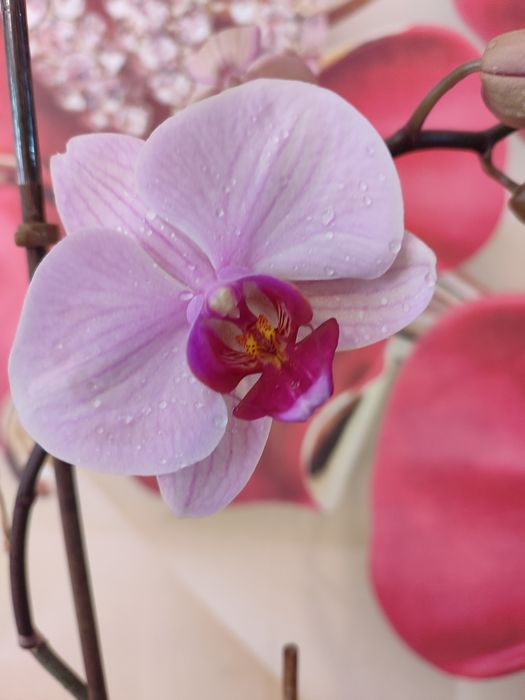 Орхидея цветущая