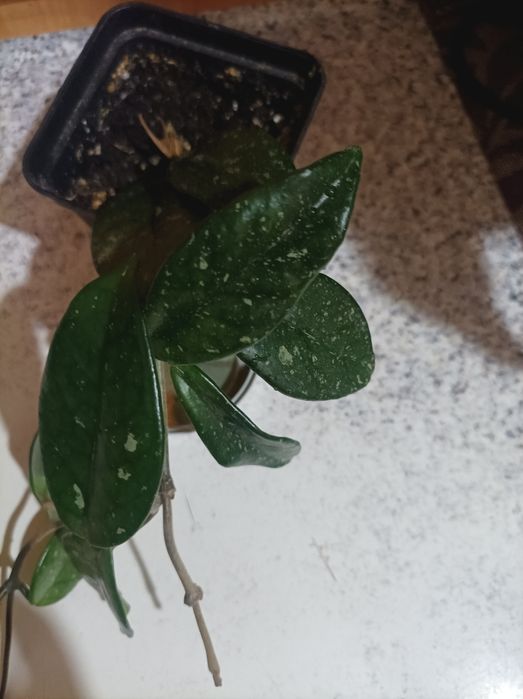 Хойя компакта зелена та варіегата