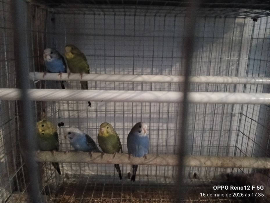 Periquitos australianos