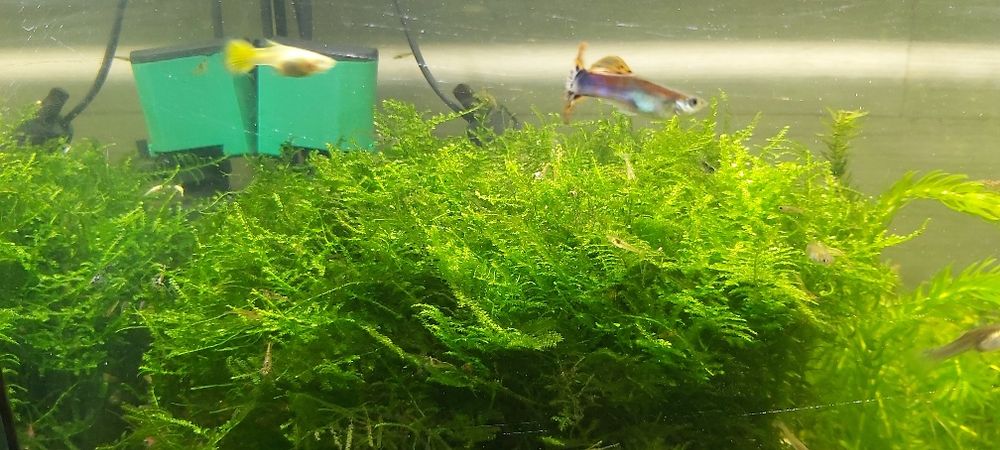 Musgo java bem tratado.