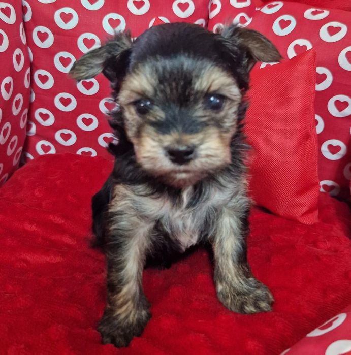 Yorkshire Terrier – uroczy piesek black tan, odbiór od 19.01