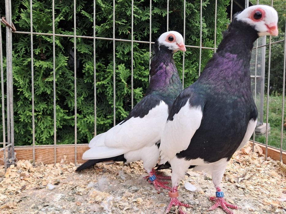 Koroniarze czarne para