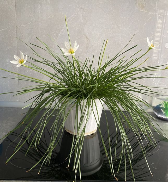 Зефірантес цибулини нарцис