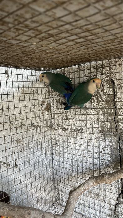 caturras , agapornis canarios