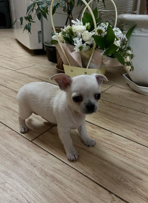 Дівчинка біла чіхуахуа