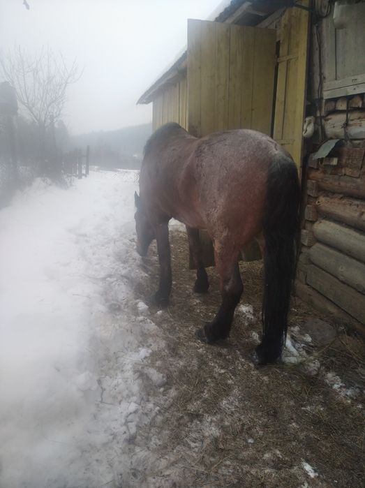 Продається кінь ціна договірна
