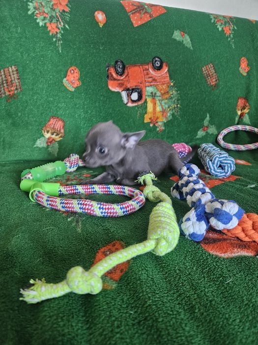 Chihuahua śliczny niebieski piesek