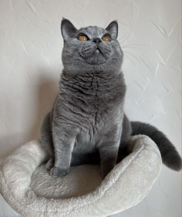 Kot brytyjski niebieski