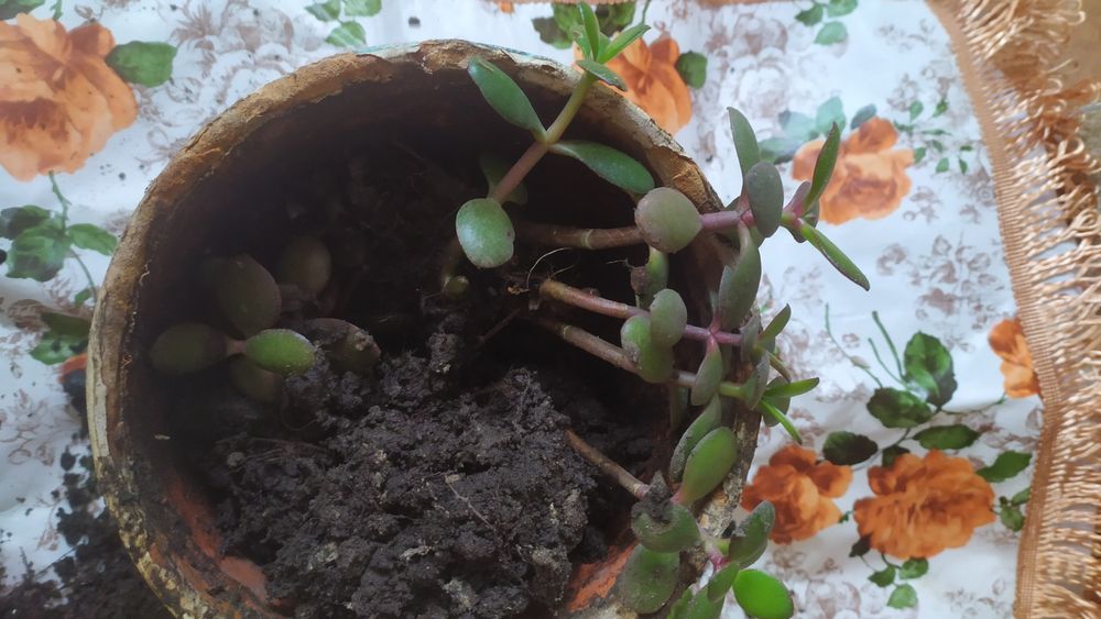 Товстянка, грошове дерево