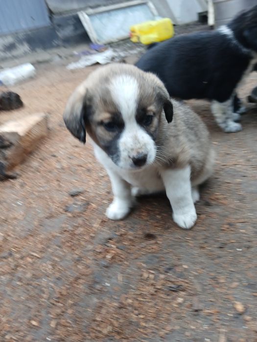 Собаки, цуценята, щенята