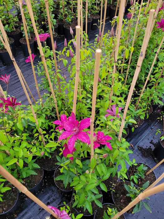 Clematis różne odmiany sprzedaż hurtowa