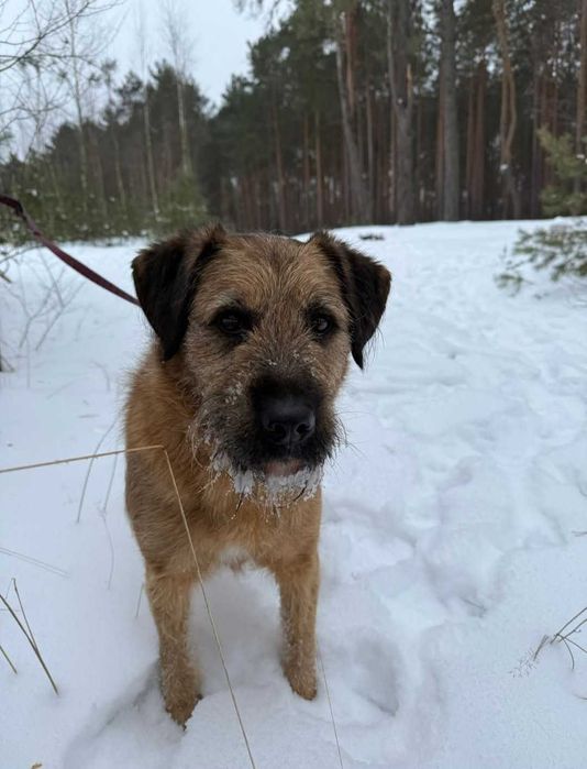 Bono - mądry szorściak szuka domu