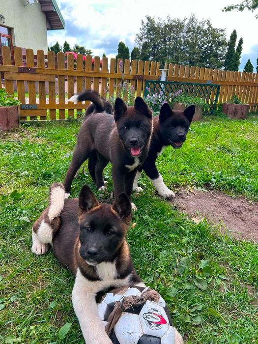 Akita amerykańska cała Polska