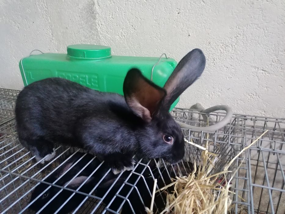Coelhos F1 vacinados e desparasitados