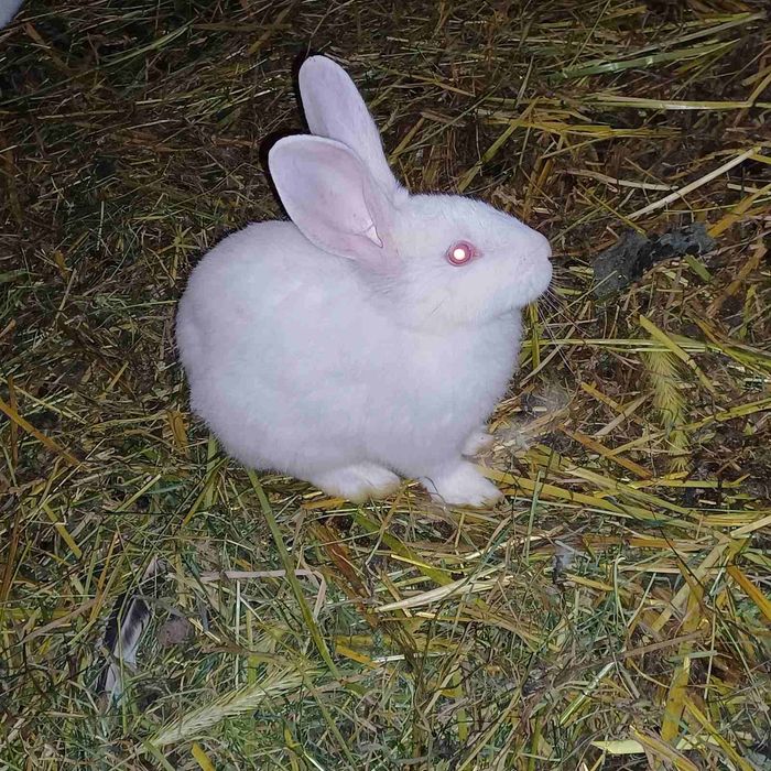 Продаються кролики