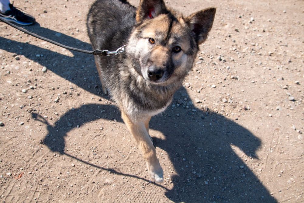 Suri sunia do adopcji