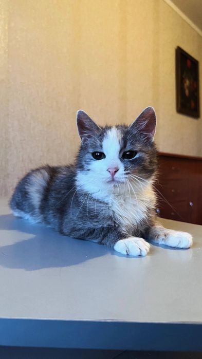 Отдам серо-белого котенка, девочка, 5 месяцев