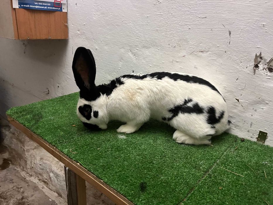 Sprzedam Samca OSC rodowód