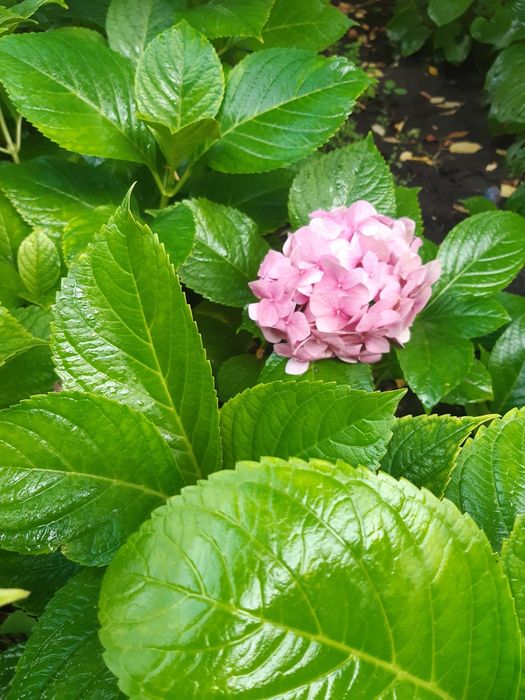 Продам  гортензия садовая розовая