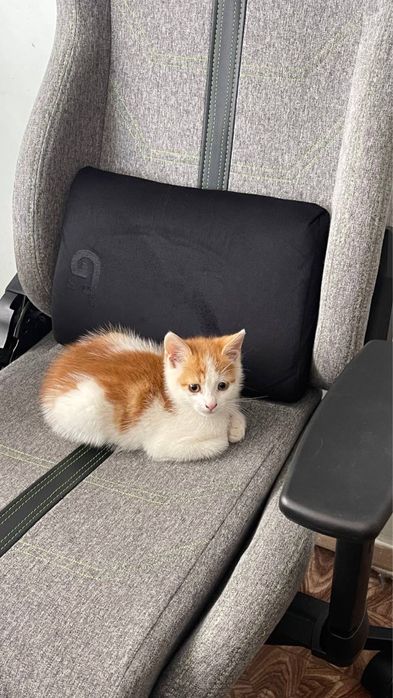 Маленький чуло котик у добрі руки