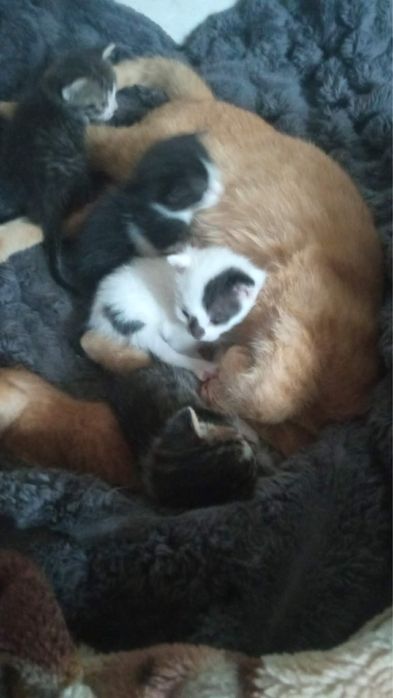 Віддам кошенят безкоштовно