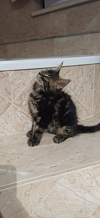 Gatinho para venda