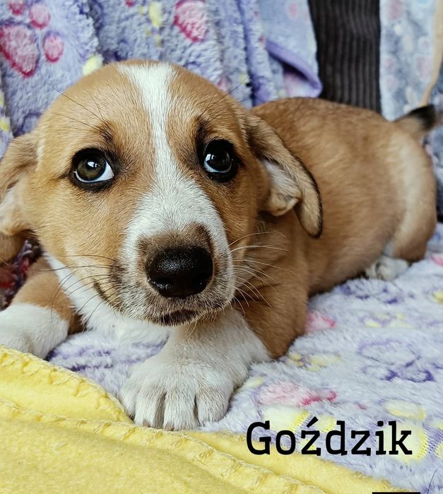 Pogodne, towarzyskie I nieduże szczeniaki polecają się do adopcji