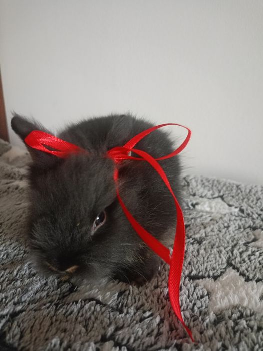 Króliczki miniaturki