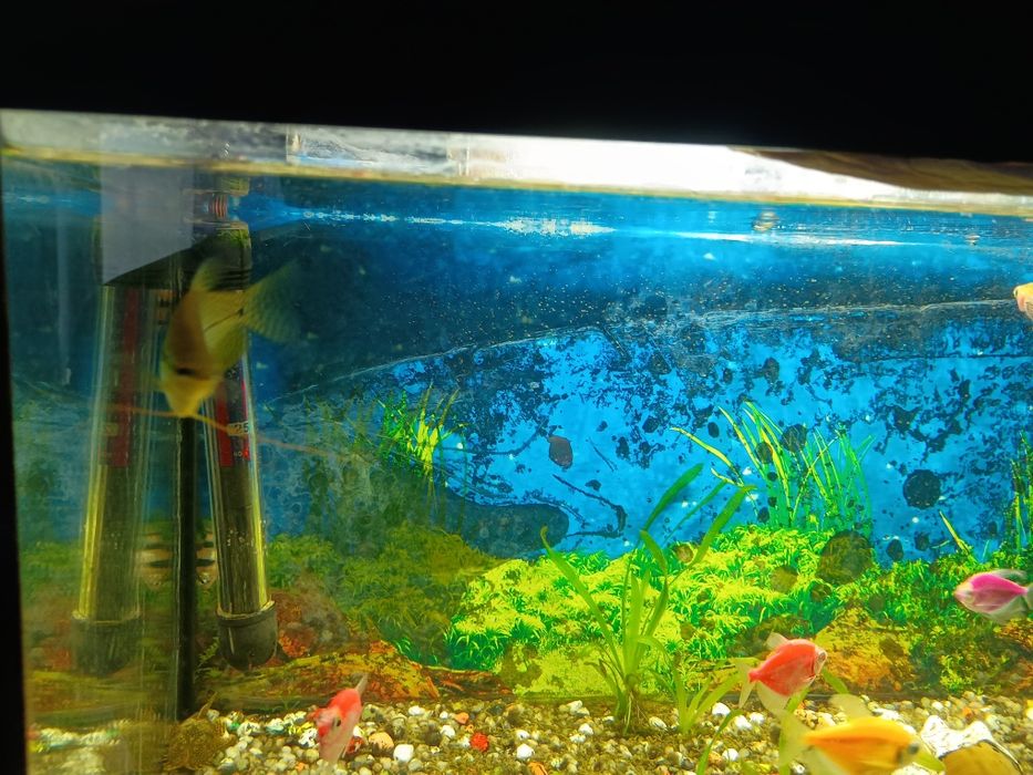 Akwarium z wyposażeniem