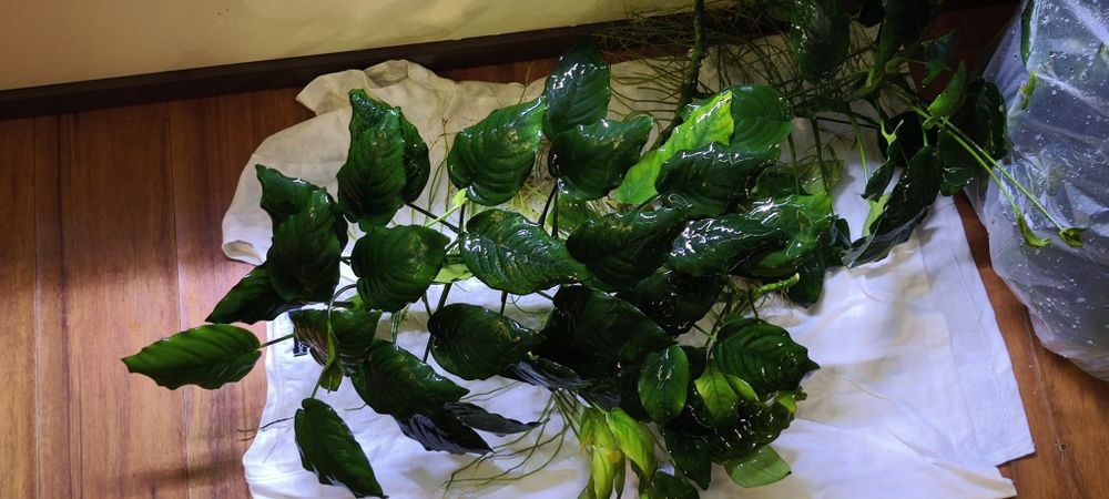 Anubias barteri mega porcja