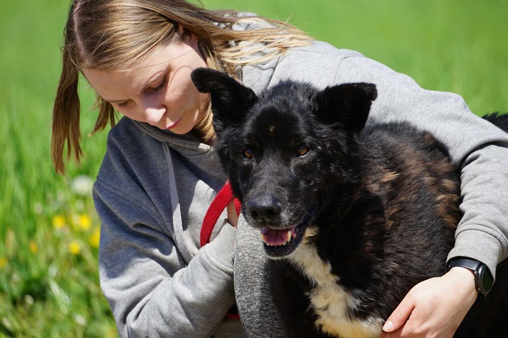Ciacho - uroczy, duży psiak szuka domu
