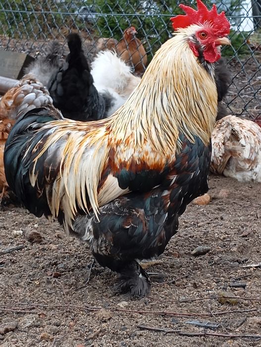 Sprzedam koguty zeszłoroczne