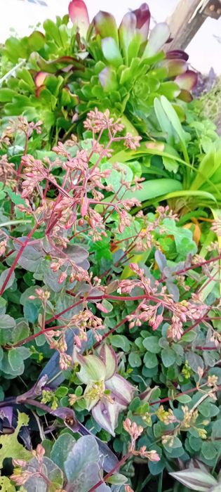 Suculenta Kalanchoe pendente – Bryophyllum manginii em vaso