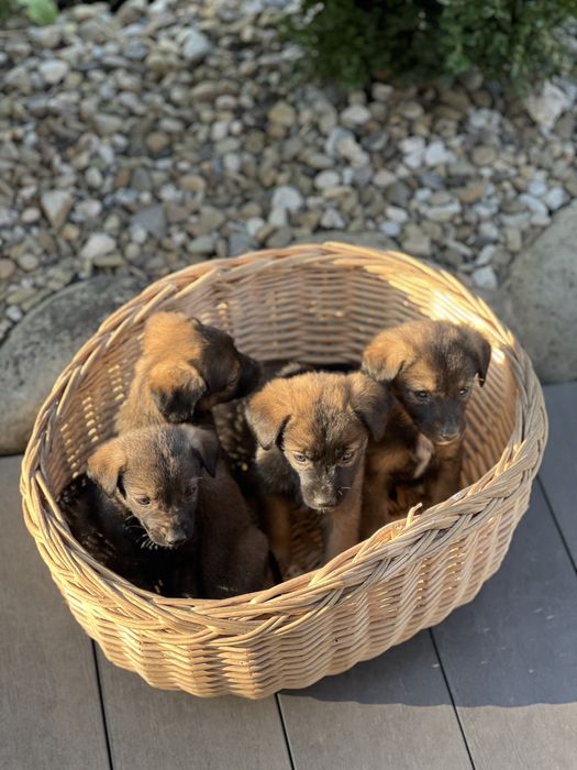 Віддам щенят безкоштовно