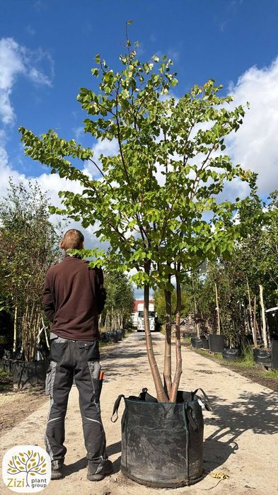 Lipa drobnolistna wielopniowa 200-250cm, soliter, duże drzewa, Tilia cordata